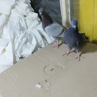 کبوتر پرشی.2عدد.نروماده.ازبلندی گرفتم|پرنده|تهران, مولوی|دیوار