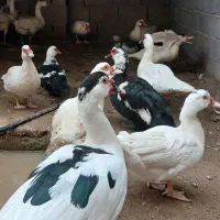 قوغاز چینی و غاز و اردک اسراییلی|حیوانات مزرعه|آزادشهر, |دیوار