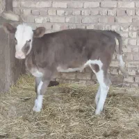 گاو گوساله ماده گوساله نر نوبر