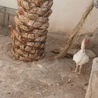 تخم نطفه دار نژاد لاری و گلین|حیوانات مزرعه|بم, |دیوار