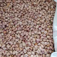 لوبیا چیتی خوشپخت