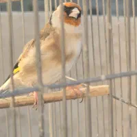 سهره جوجه قفس