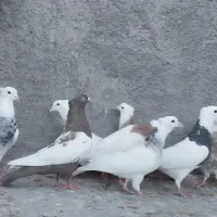 طوقی سینه|پرنده|مبارکه, |دیوار