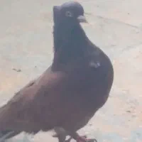کفتر سرخ