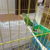 طوطی‌برزیلی