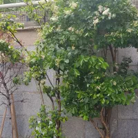 حراج گلدان یاس هلندی
