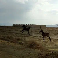 اسب|اسب و تجهیزات اسب‌سواری|سامن, |دیوار