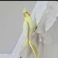 عروس هلندی شاسی بلند