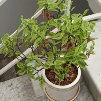 گل های برگ عبایی شفلرا پدیلانتوس و کروتون|گل و گیاه طبیعی|تهران, مینی‌سیتی (شهرک نفت)|دیوار