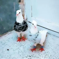 طوقی معاوضه