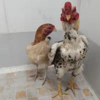 لاری زینتی مینیاتوری کوشین مولد