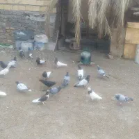 کبوتر پلاکی وملقی|پرنده|بم, |دیوار