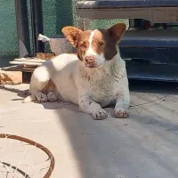 سگ پامر روباهی