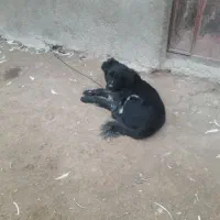 سگ گله و نگهبان درجه یک