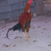 لاری تاج مهر