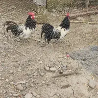 تخم نژاد لاکنولدر ورورک ویاندوت