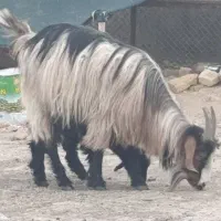 بز و کهره