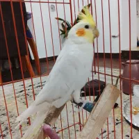 عروس هلندی