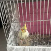 عروس هلندی نر