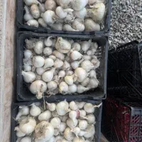 پیاز فروشی