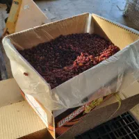 فروش کشمش افتابی