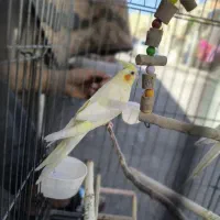 عروس هلندی|پرنده|نسیم‌شهر, |دیوار