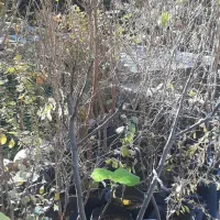 نهال انار انجیر توت کود مرغی