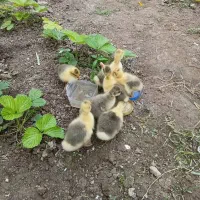 جوجه غاز ۲هفته ای