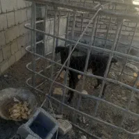 سگ سالم است خوب است برای نگهبان گوسفندان|سگ|سراوان, |دیوار