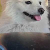 سگ گمشده