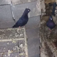 کبوتر خون خالص|پرنده|باغ ملک, |دیوار