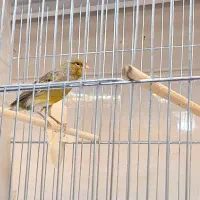 قناری نر و ماده رسمی .|پرنده|تهران, پرستار|دیوار