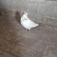 کبوتر سپه