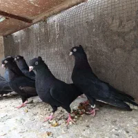 زاغ کبوتر آبادانی