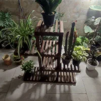 گل و گیاه آپارتمانی|گل و گیاه طبیعی|یزد, |دیوار