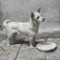 فروش توله سگ