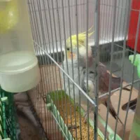 عروس هلندی|پرنده|قدس, شهرقدس|دیوار