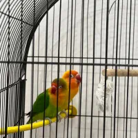 طوطی برزیلی مولد