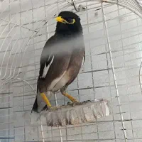 مرغ مینا افغان