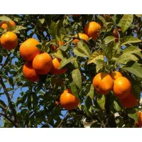خریدار عمده انواع میوه تسویه نقدی نارنگی،انارسیب،و