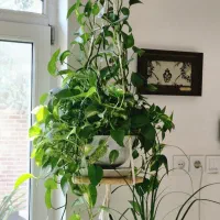 گیاه آپارتمانی پتوس به همراه آویز مکرومه