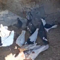 کبوتر رنگی نر پرشی