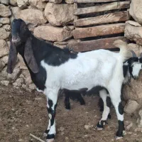 تیشتر نر اصلی