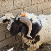 گوسفند نر درجه ۱ حمیدیه|حیوانات مزرعه|اهواز, امانیه|دیوار
