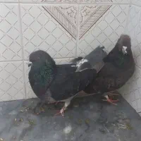 دلیل‌اگهیم‌کمبودجاس‌مستعجریم‌بیشترشون‌دونه‌۳۰۰‌|پرنده|بابل, |دیوار