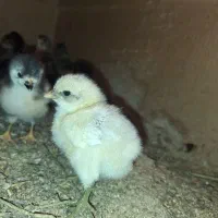 جوجه دورگ لاری