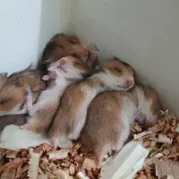 فروش استثنایی همستر همه نژادها فقط تماس|موش و خرگوش|علی‌آباد کتول, |دیوار