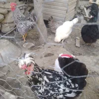 مرغ و خروس پاکوتاه کاکلی و پاپر|حیوانات مزرعه|بندر گز, |دیوار