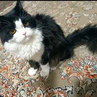 گربه نر پرشین اصیل|گربه|یزد, |دیوار