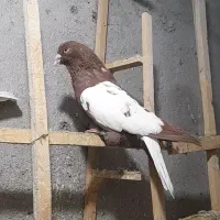 کبوتر ابلغ دم سفید|پرنده|مشهد, انصار|دیوار